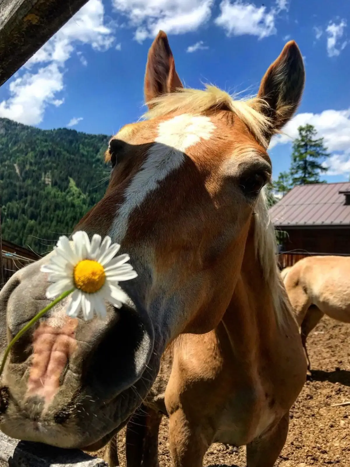 azienda-agricola-san-vito-cadore-1