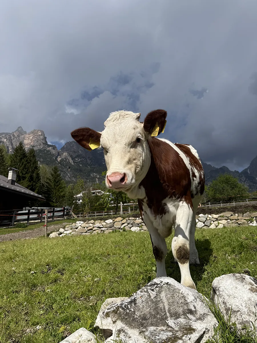 azienda-agricola-san-vito-cadore-3