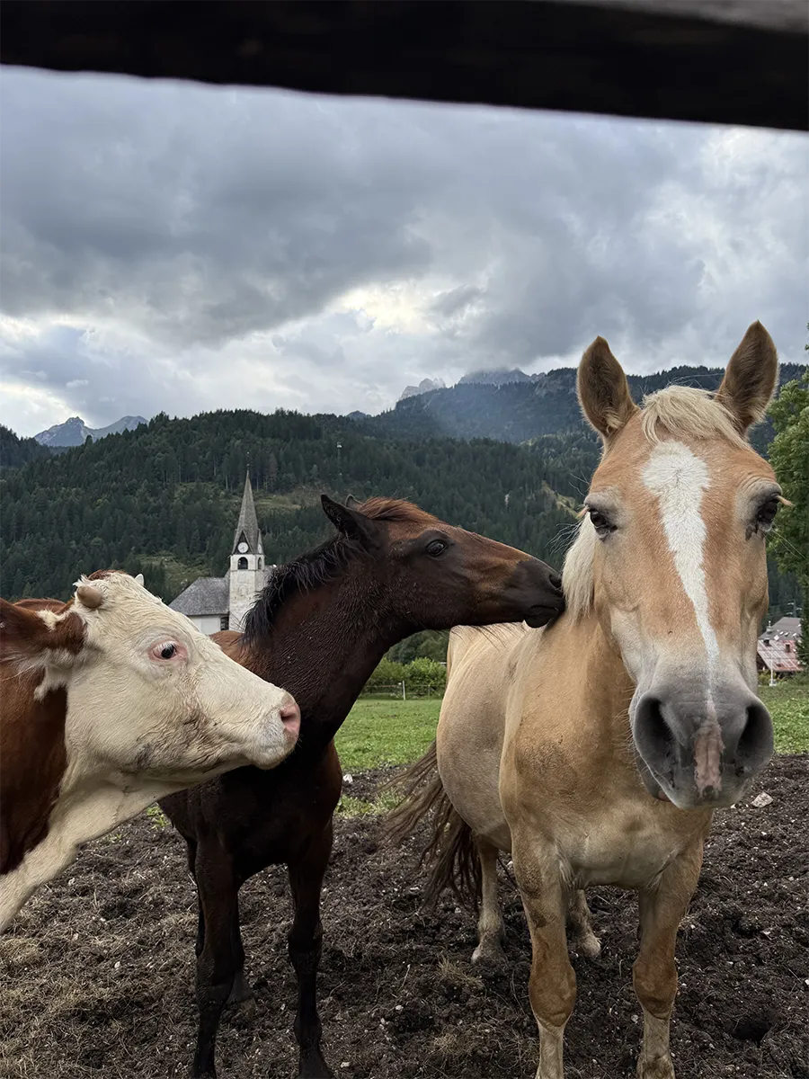 azienda-agricola-san-vito-cadore-4